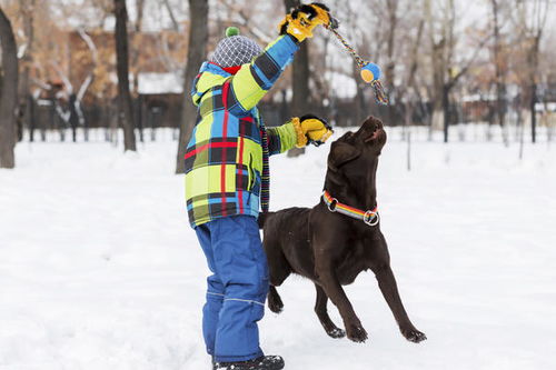 生肖配对揭秘：属狗男生与属牛女生，婚姻之路可行吗？