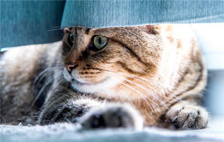 分手后的心理创伤：如何走出阴霾，重拾生活光彩？